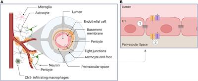 Imaging blood-brain barrier dysfunction: A state-of-the-art review from a clinical perspective